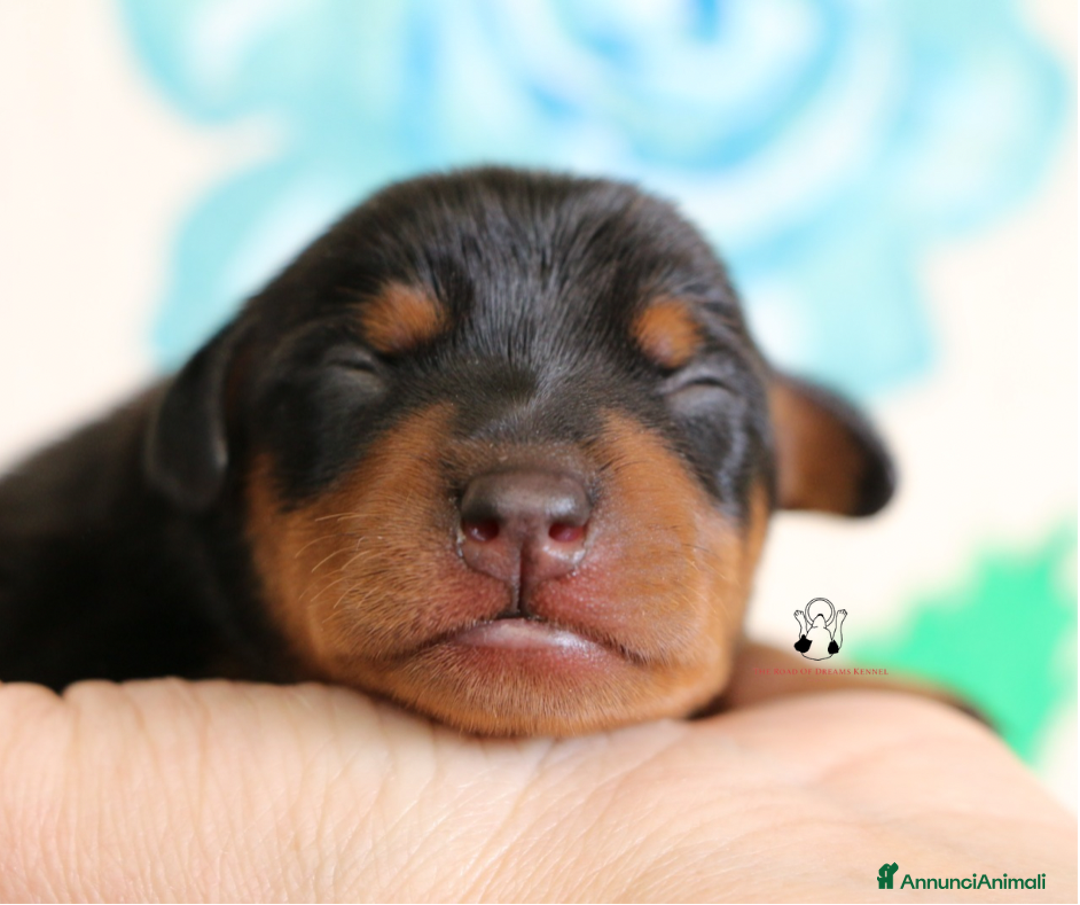 Pinscher Miniatura cani in vendita: Pinscher nano  - Annuncio 2