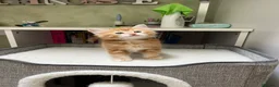 Siberiano gatti in vendita: Cucciolo gatto siberiano pedigree ENFI  - Annuncio 3