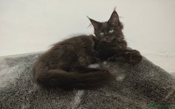 Maine Coon gatti in vendita: Noah & Nausica a Città Metropolitana di Venezia - Immagine 5