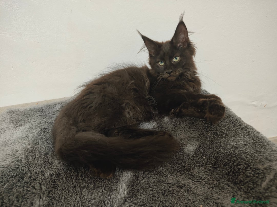 Maine Coon gatti in vendita: Noah & Nausica a Città Metropolitana di Venezia - Immagine 5
