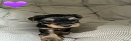 Yorkshire cani in vendita:  5 Bellissimi cuccioli di Yorkshire Terrier a Città metropolitana di Milano - Annuncio 2