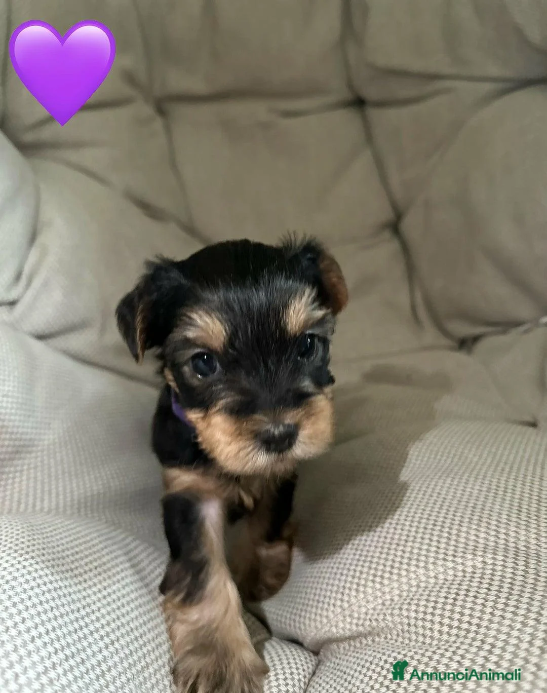 Yorkshire cani in vendita:  5 Bellissimi cuccioli di Yorkshire Terrier a Città metropolitana di Milano - Annuncio 2