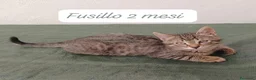 Europeo gatti in regalo: Gattini desiderosi di trovare famiglia  a Provincia di Prato - Annuncio 5