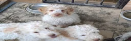 Lagotto cani in vendita: Lagotto a Provincia di Perugia - Annuncio 2