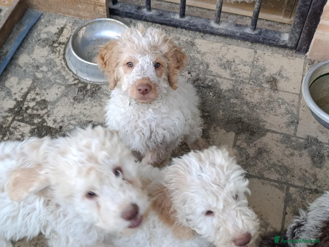 Lagotto cani in vendita: Lagotto a Provincia di Perugia - Annuncio 2
