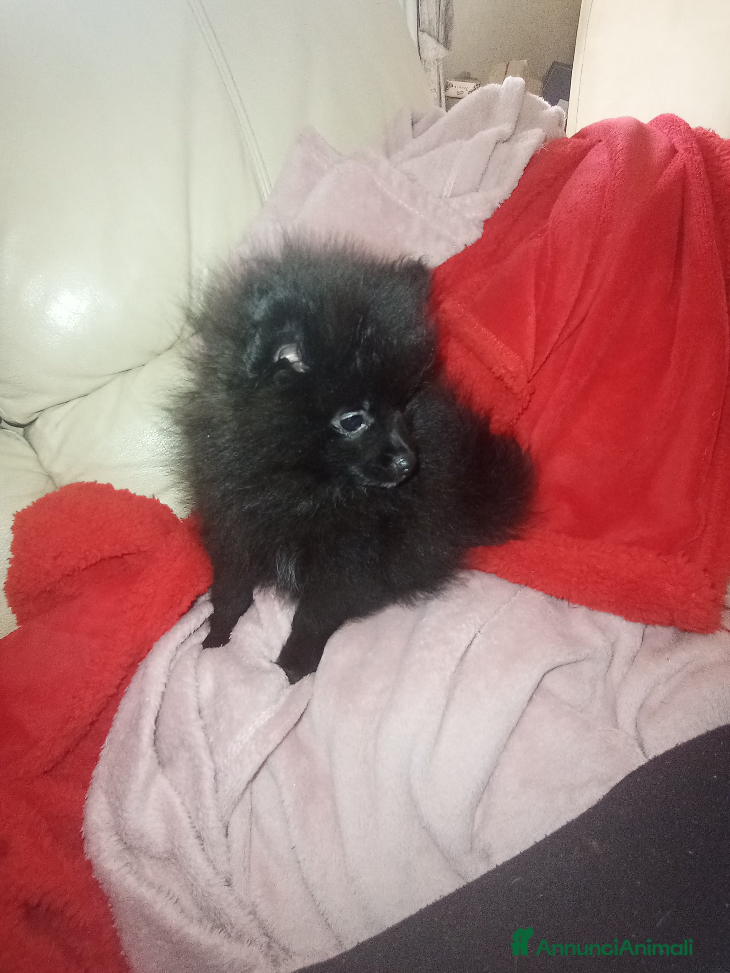 Spitz cani Spitz tedesco di Pomerania  - Annuncio 2