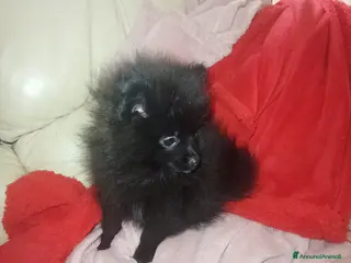 Spitz cani Spitz tedesco di Pomerania - Annuncio 2