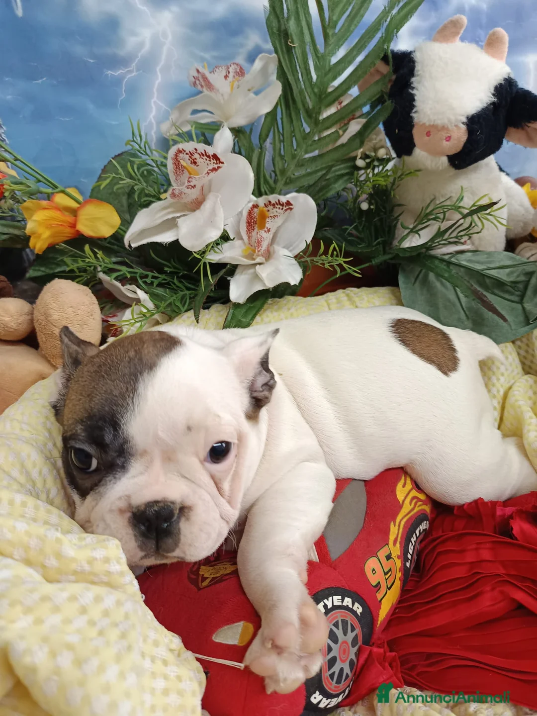 Bulldog Francese cani in vendita: Due Femmine Buldog Francese Pedigree Enci  - Annuncio 3