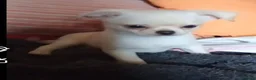 Chihuahua cani in vendita: Cuccioli di chihuahua super genealogia campioni - Annuncio 14