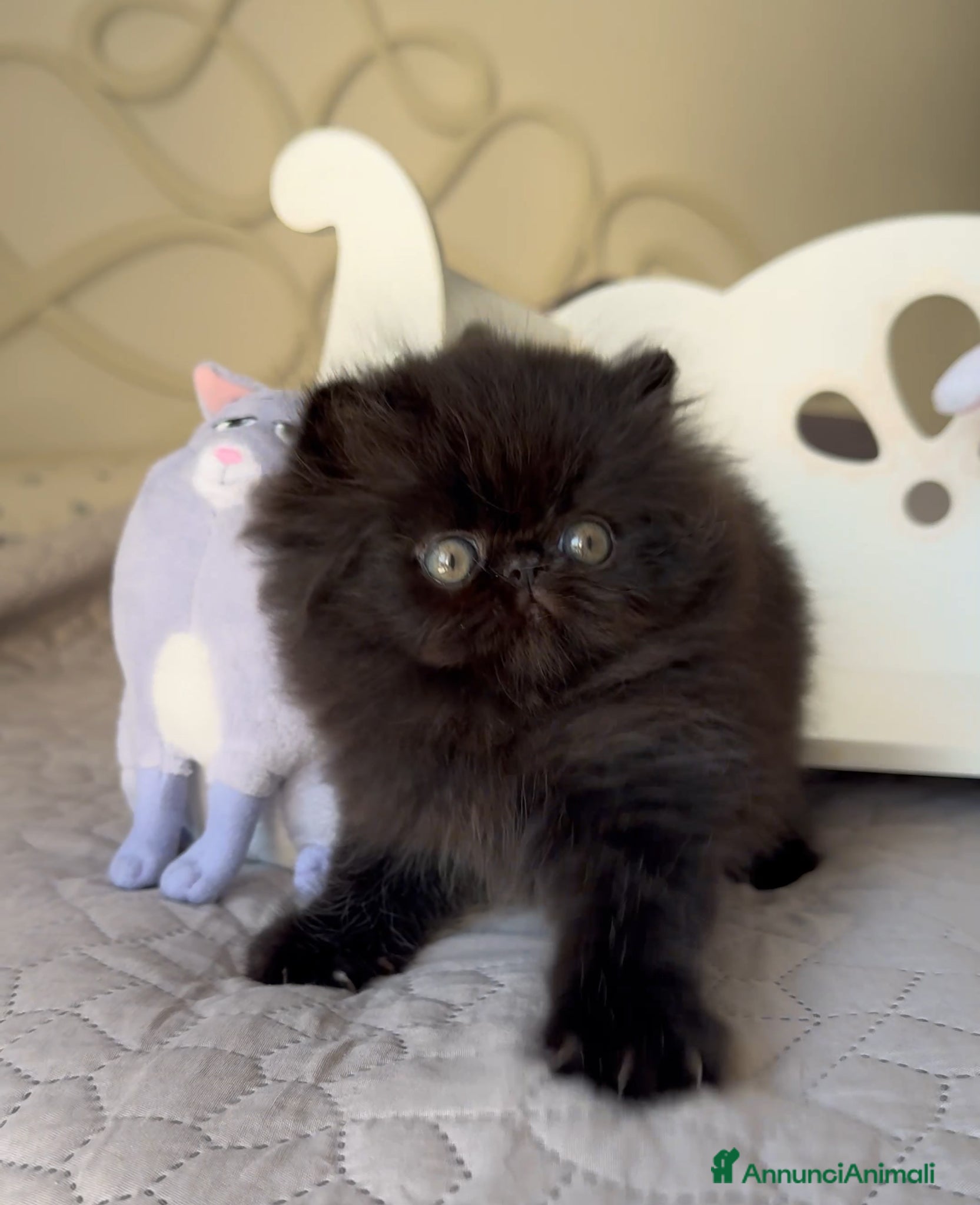 Persiano gatti in vendita: 🤍🖤 AnnaRita Oreo 🖤🤍 - Annuncio 5