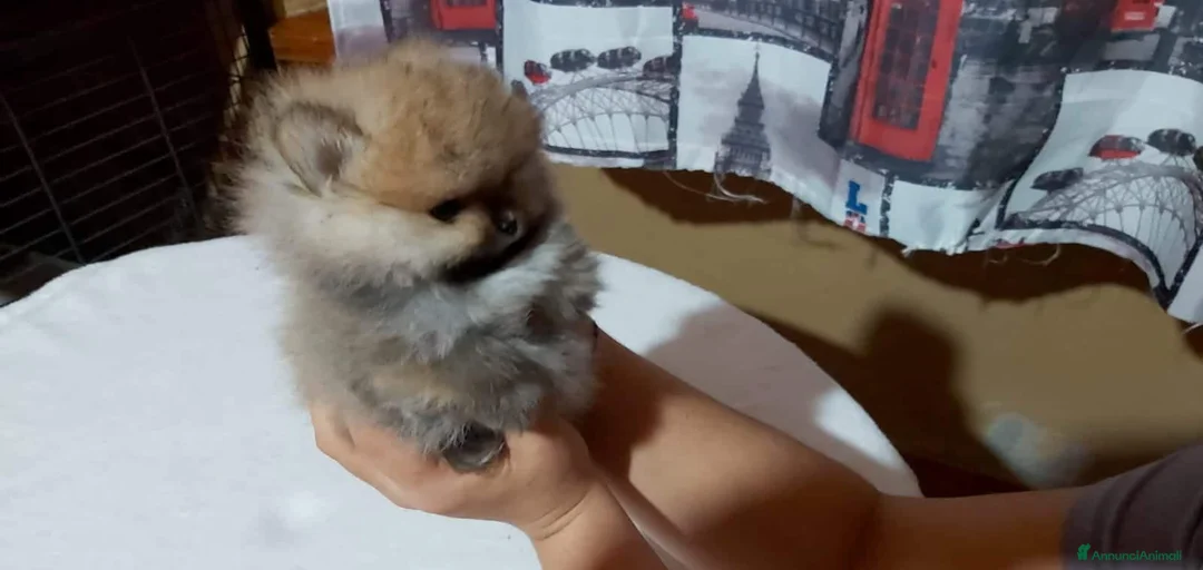 Immagine della galleria {{count}}