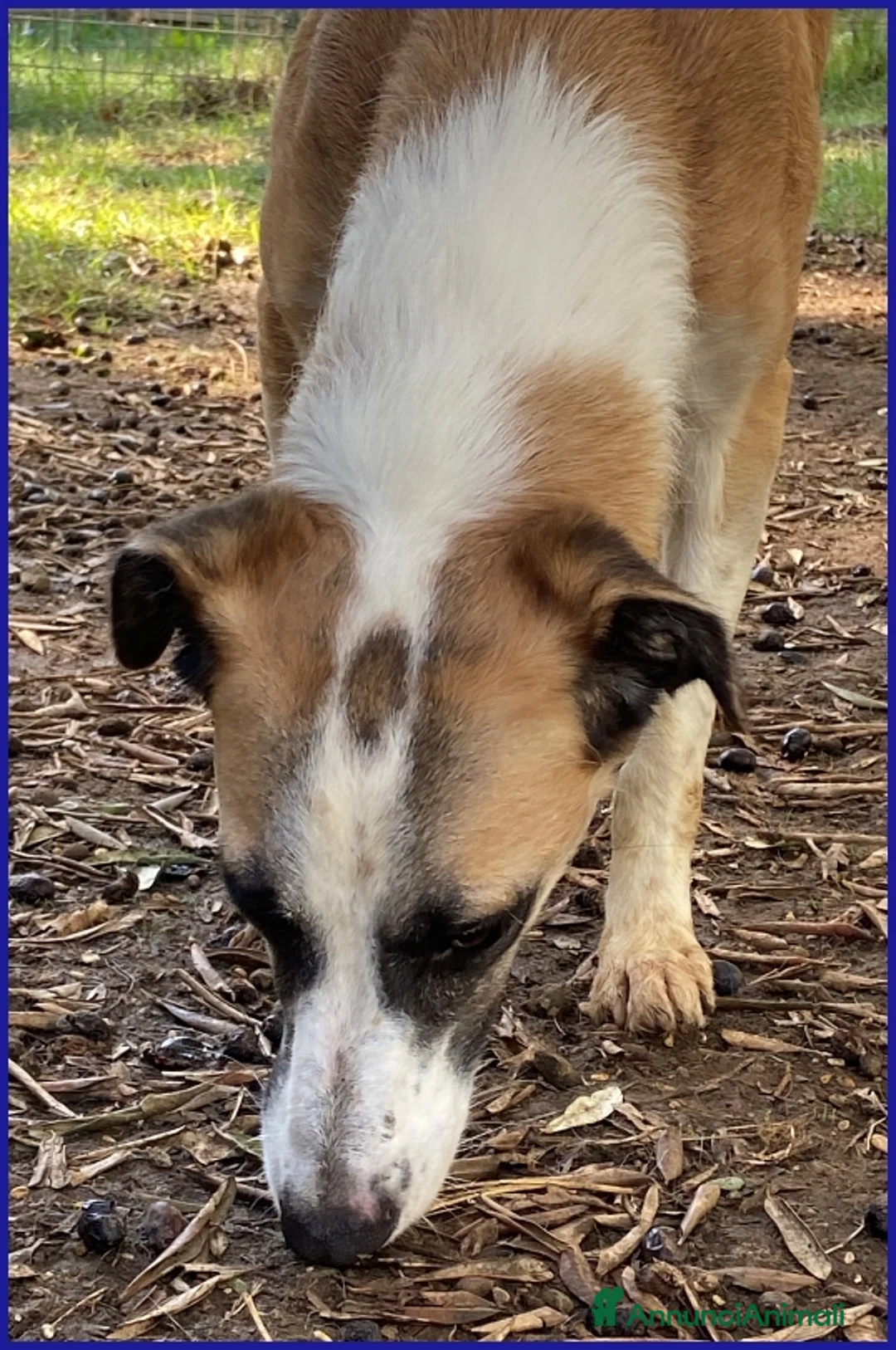 Meticcio cani in regalo: NORMA, GIOVANE CAGNOLINA - Annuncio 4