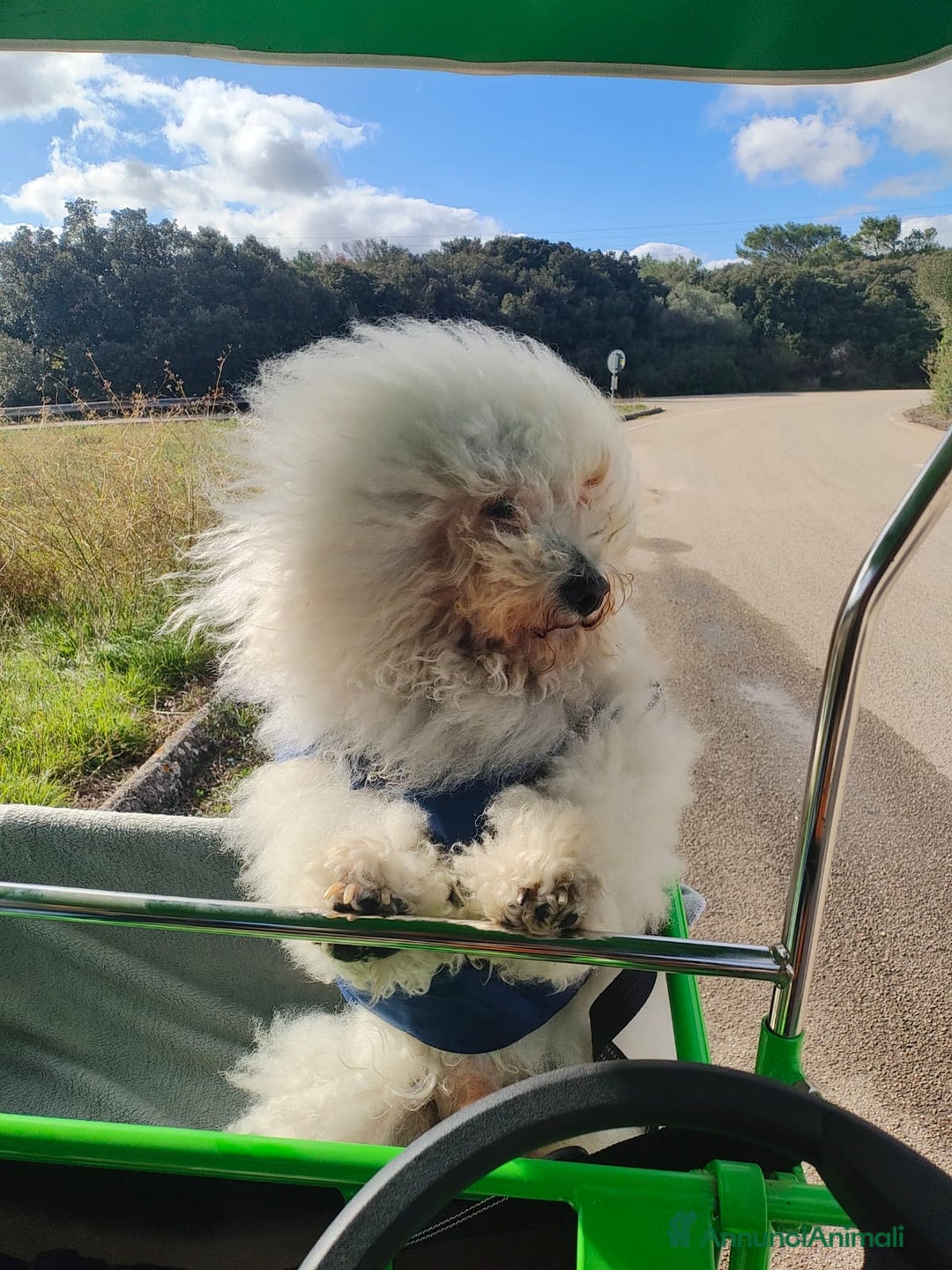 Bichon cani per accoppiamento: Bichon Frise’ Maschio per inseminazione a pagament a Provincia di Salerno - Immagine 6