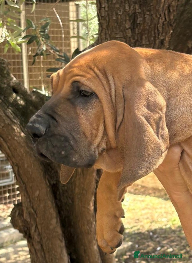 Fila Brasileiro cani Allevamento di Colle Manzù  - Annuncio 2