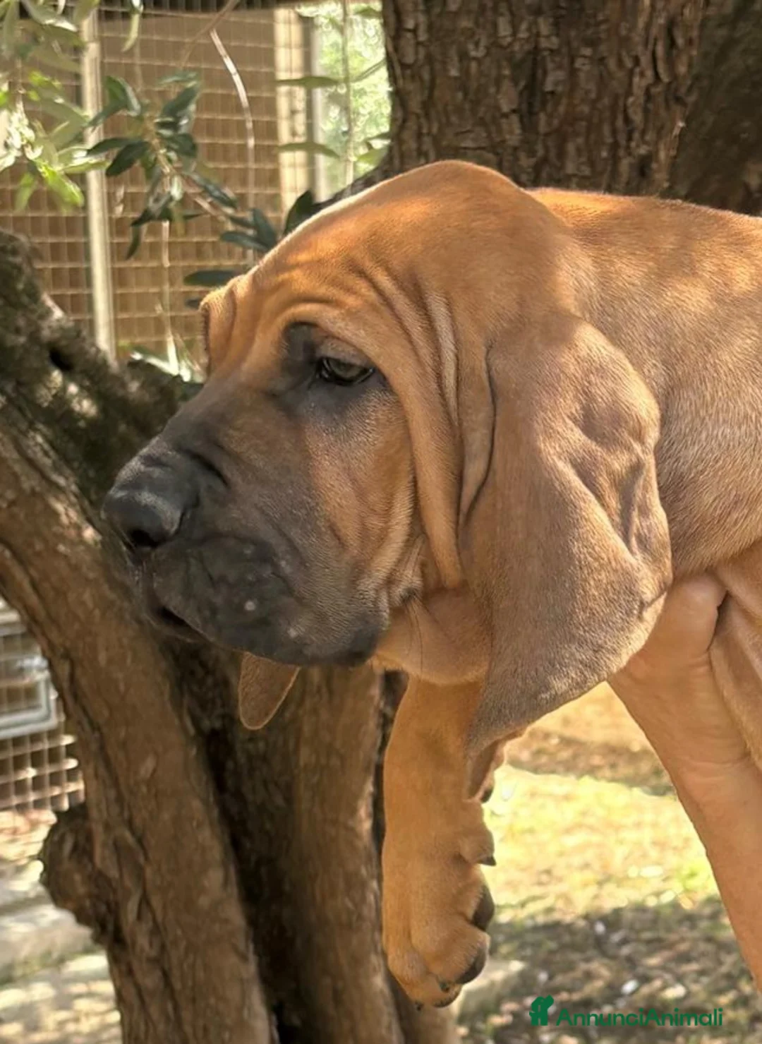Fila Brasileiro cani in vendita: Allevamento di Colle Manzù  - Annuncio 2