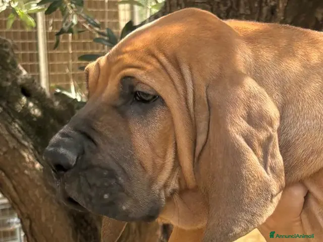 Fila Brasileiro cani in vendita: Allevamento di Colle Manzù - Annuncio 2