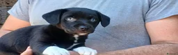 Meticcio cani in regalo: IL PICCOLO ACHILLE NON VUOLE CRESCERE IN CANILE - Annuncio 4