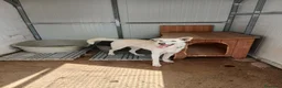 Meticcio cani in regalo: ERIS 🩷 aspetta solo di essere scelta 🥺 a Provincia della Spezia - Annuncio 4
