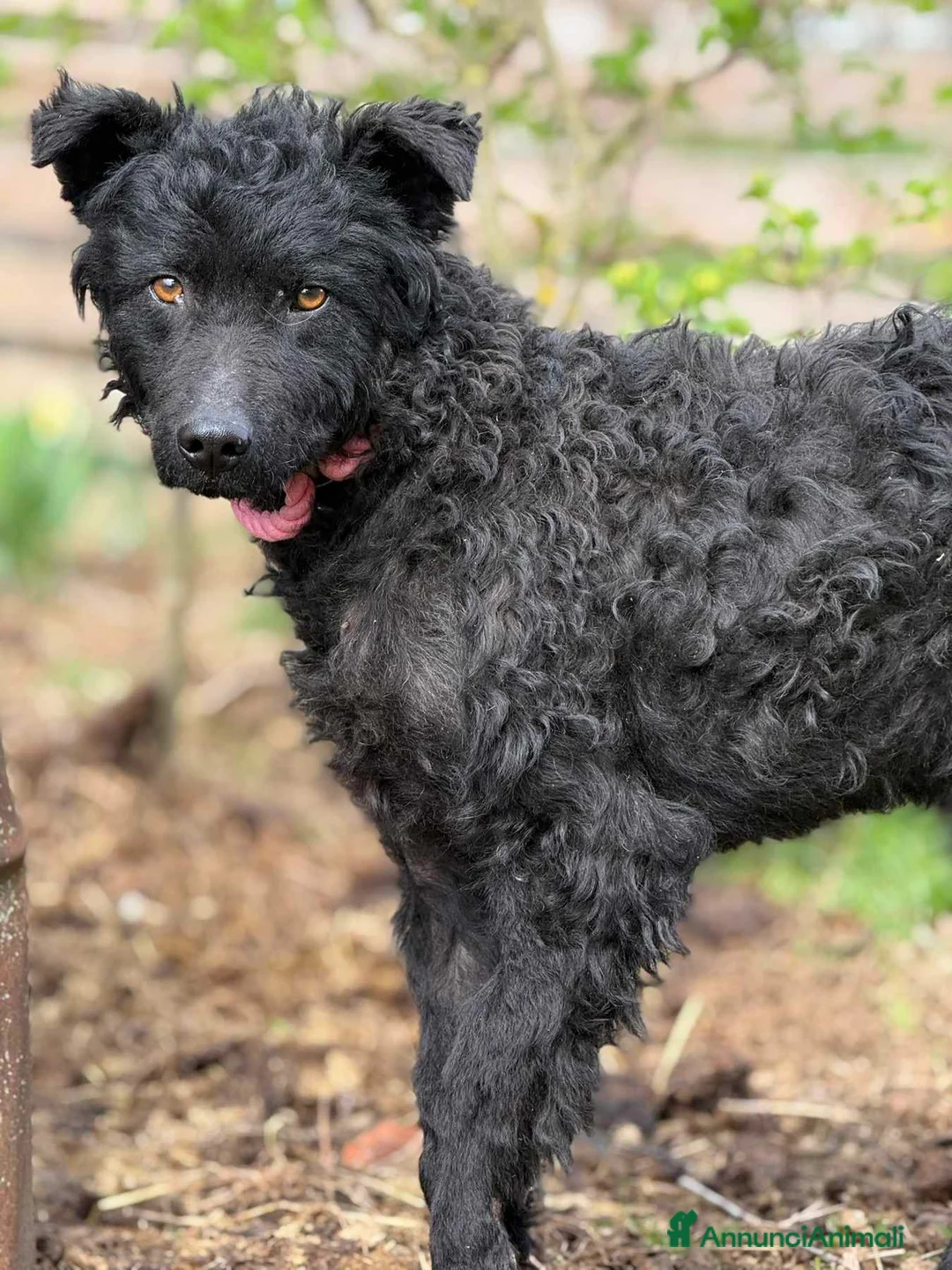 Meticcio cani in regalo: DUSTIN, giovanissimo mix PULIN buonissimo. - Annuncio 6