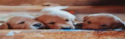 Golden Retriever cani in vendita: Cuccioli Golden Retriever a Città metropolitana di Milano - Annuncio 4
