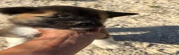 Akita Americano cani in vendita: Cuccioli di akita - Annuncio 7