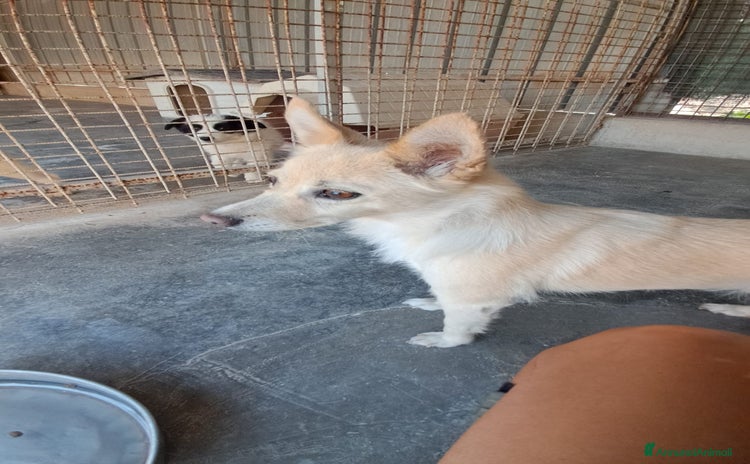 Meticcio cani a Provincia di Padova - Annuncio 3