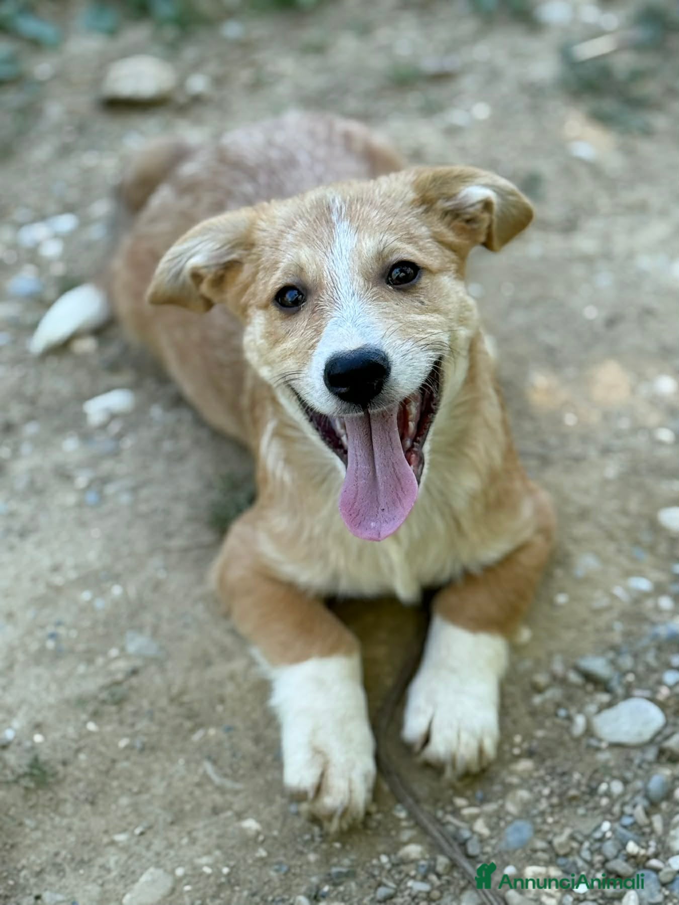 Meticcio cani in regalo: VITO, tenerissimo cucciolo TG MEDIO PICCOLA! - Annuncio 8