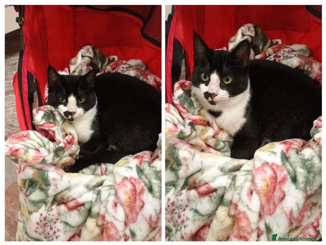 Europeo gatti in regalo: Tommy adozione urgente - Annuncio 1