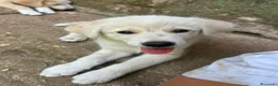 Meticcio cani in regalo: Aria cerca casa 🏠 - Annuncio 4