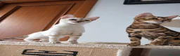 Bengala gatti in vendita: Gattini bengala brown e snow - Annuncio 4