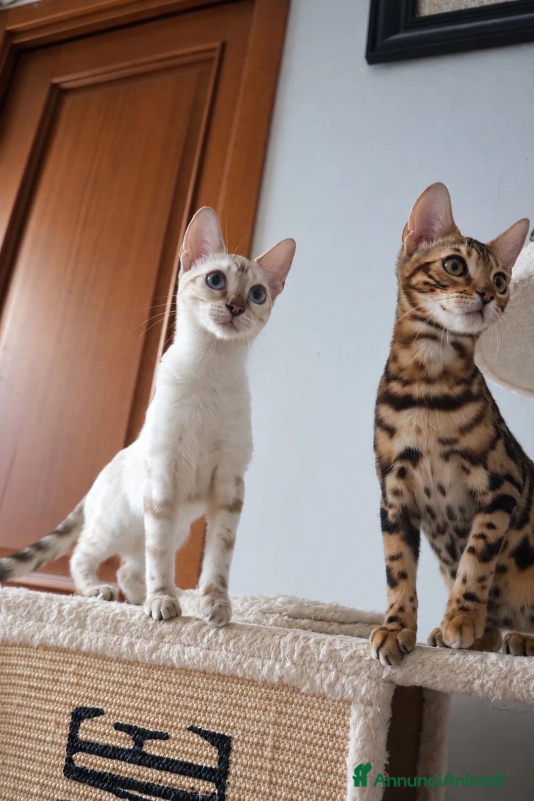 Bengala gatti in vendita: Gattini bengala brown e snow - Annuncio 4