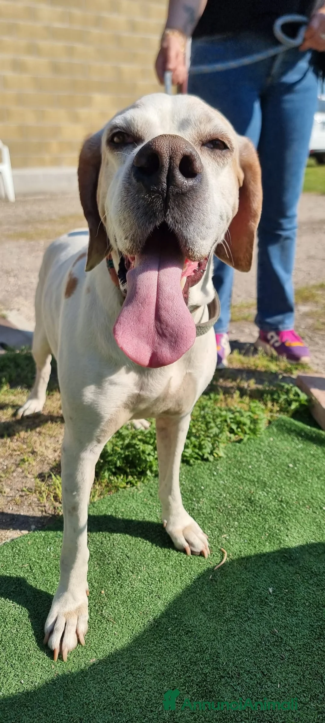 Pointer cani in regalo: LEVANTE🩷una pointer inglese da innamorarsi subito a Provincia di Pavia - Annuncio 1