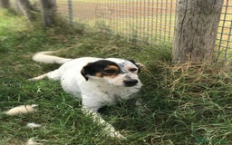 Meticcio cani in regalo: Bronto, un visetto dipinto a mano - in adozione a Provincia di Latina - Immagine 2