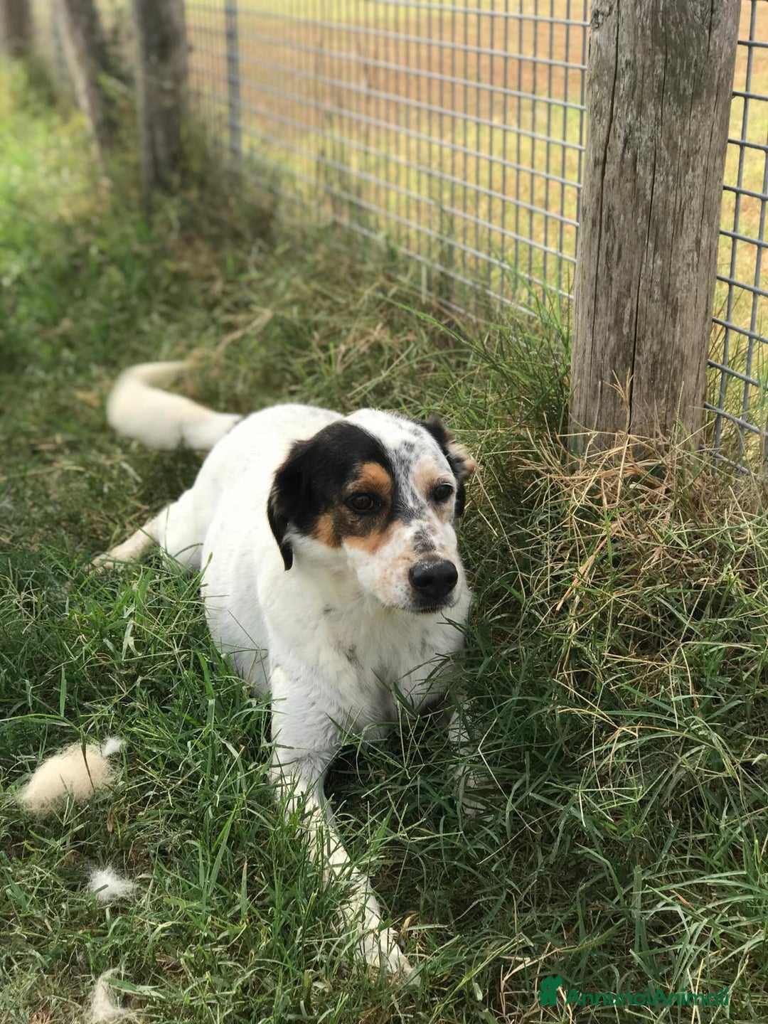 Meticcio cani in regalo: Bronto, un visetto dipinto a mano - in adozione a Provincia di Latina - Immagine 2