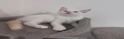 Ragdoll gatti in vendita: Ragdoll - Annuncio 2