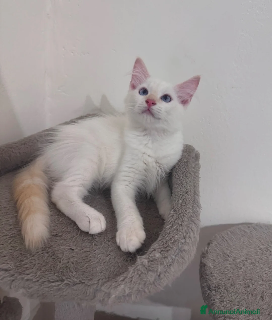 Ragdoll gatti in vendita: Ragdoll - Annuncio 2