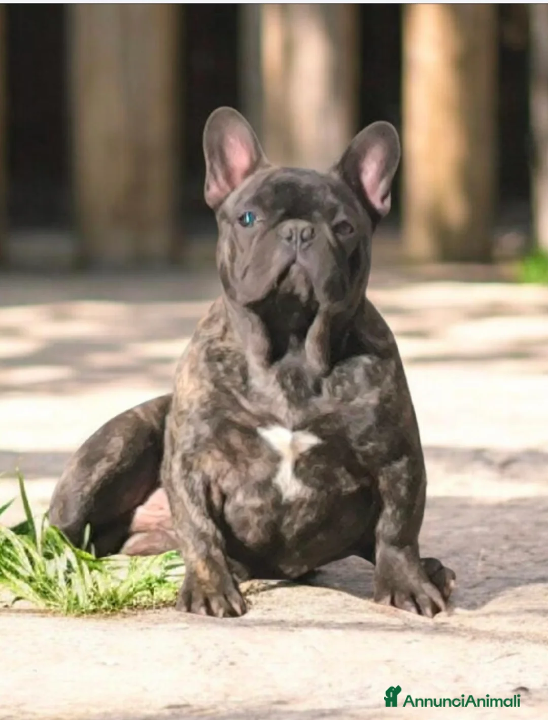 Bulldog Francese cani in vendita: Bulldog francese maschio  - Annuncio 4