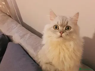 Scottish gatti Cucciolo scottish straight - Annuncio 3