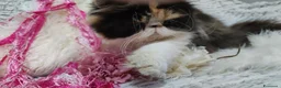 Persiano gatti in vendita: Cucciola persiana calico a Città metropolitana di Milano - Annuncio 4