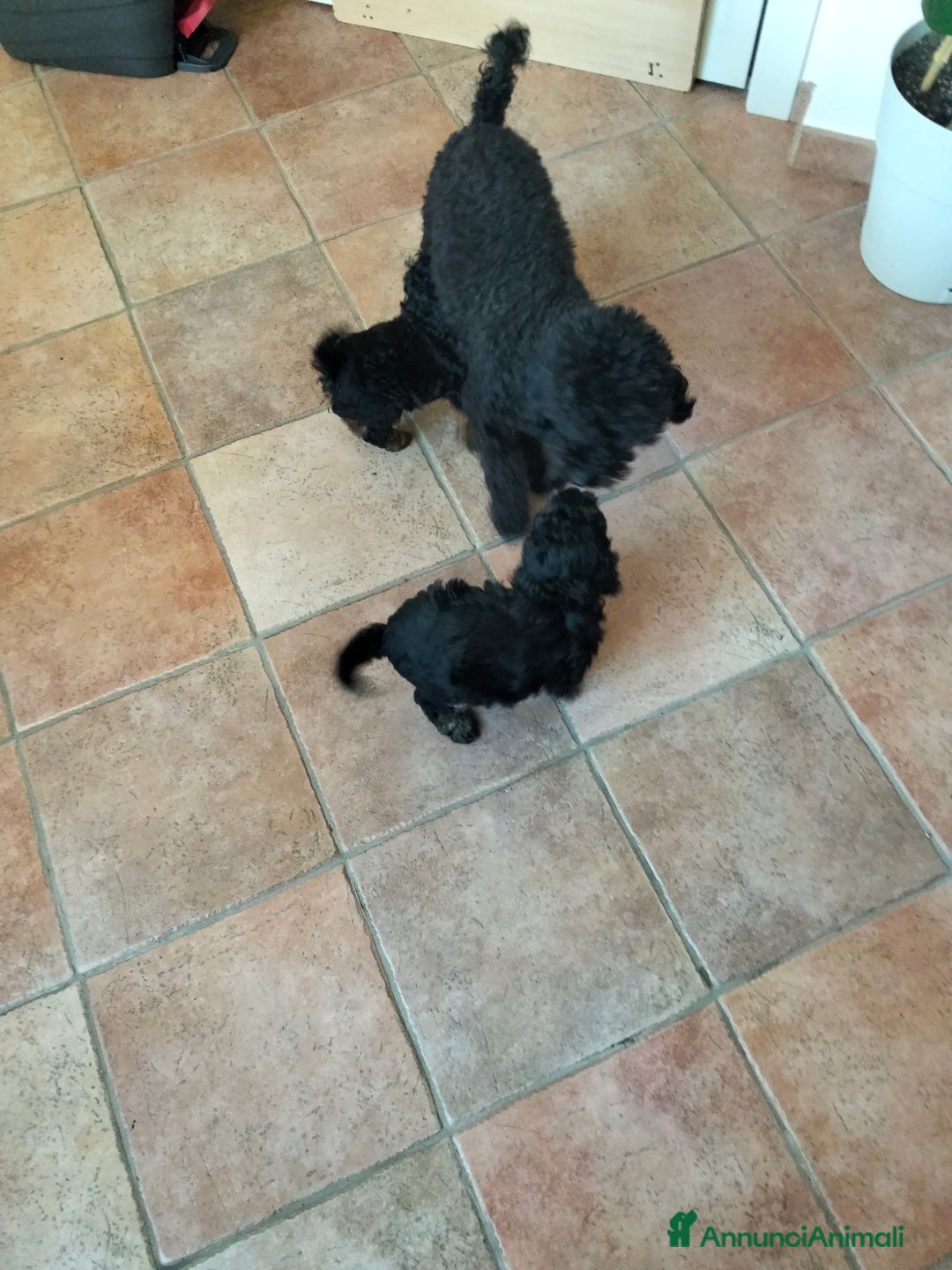 Barboncino Toy cani in vendita: Barboncino Toy Phantom  - Annuncio 13