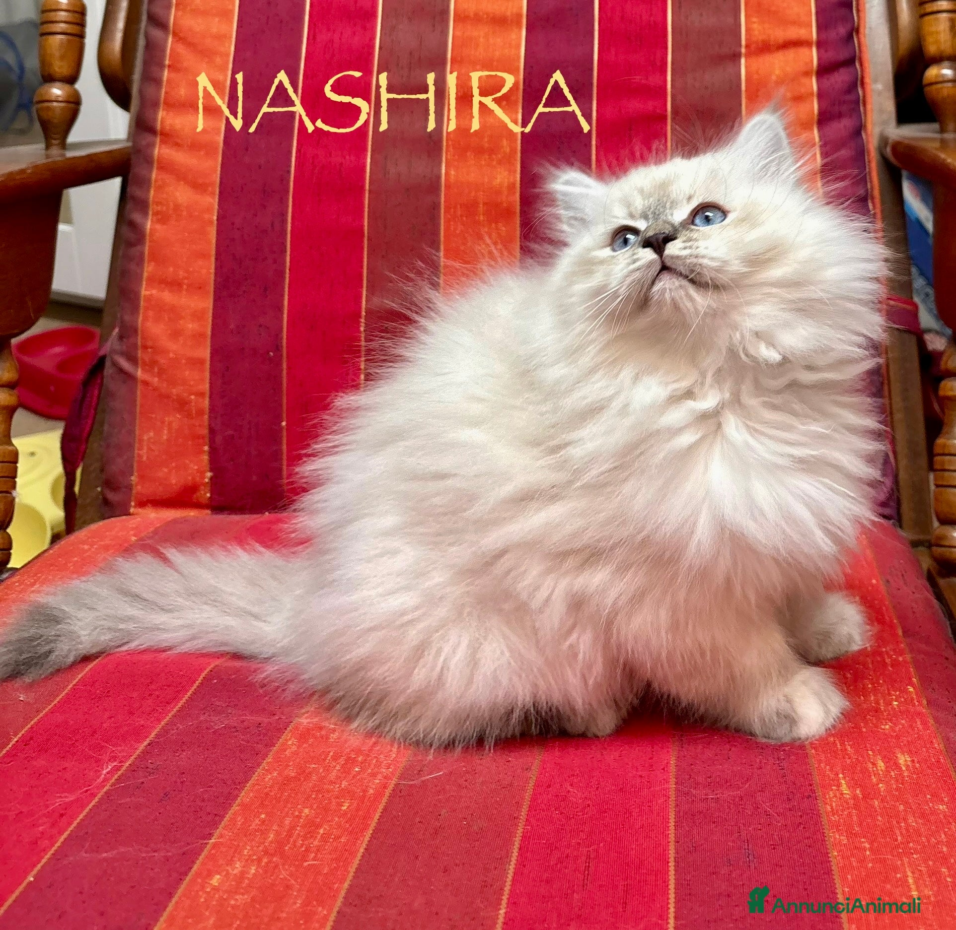 Siberiano gatti CUCCIOLI SIBERIANI NEVA - Annuncio 2