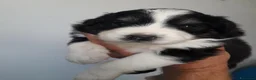 Australian Shepherd cani in vendita: Cuccioli di Pastore Australiano  a Provincia di Treviso - Annuncio 4