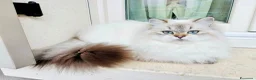 British gatti in vendita: PEDIGREE DA RIPRODUZIONE BRITISH LONGHAIR POINT  - Annuncio 6