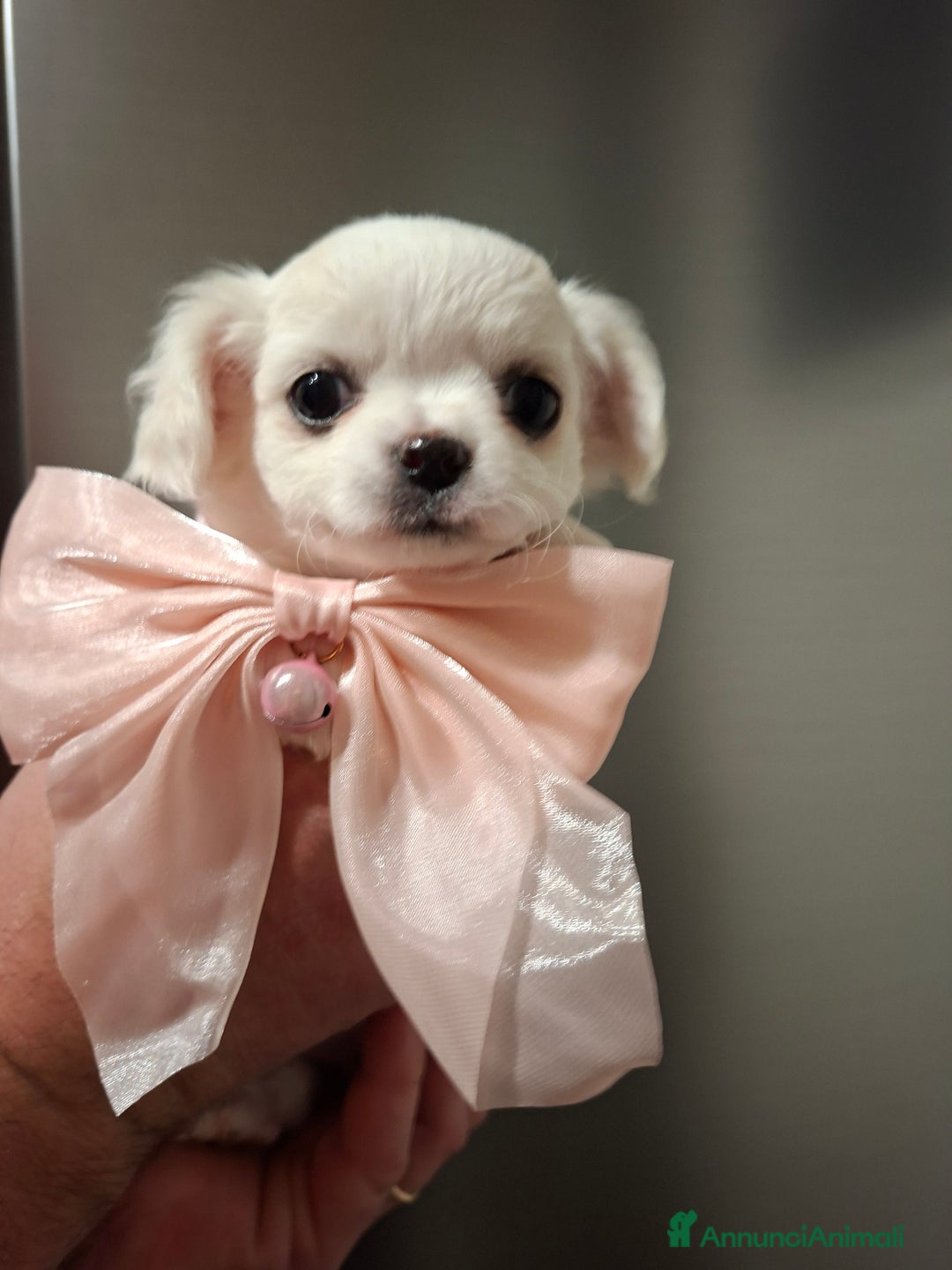 Chihuahua cani in vendita: Chihuahua  - Annuncio 5