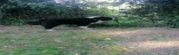 Terranova cani in regalo: Boris, Terranova in Canile  - Annuncio 11