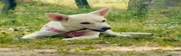Meticcio cani in regalo: Femmina 6mesi tg piccola NN LA VOGLIONO +.LECCO - Annuncio 3