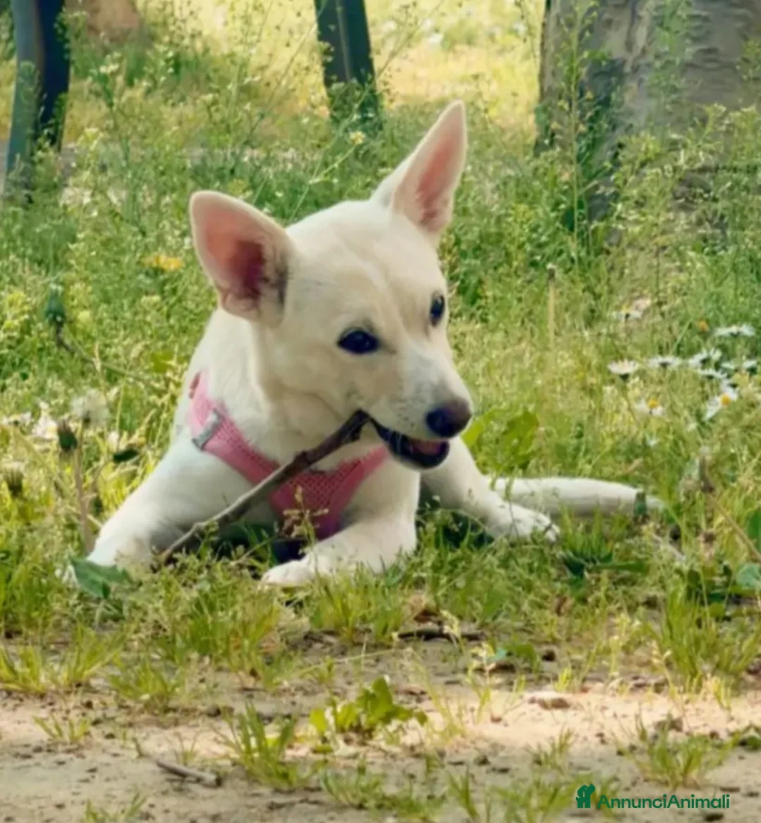 Meticcio cani in regalo: Femmina 6mesi tg piccola NN LA VOGLIONO +.LECCO - Annuncio 3