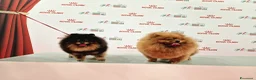 Spitz cani in vendita: Spitz di Pomerania nano - Annuncio 11