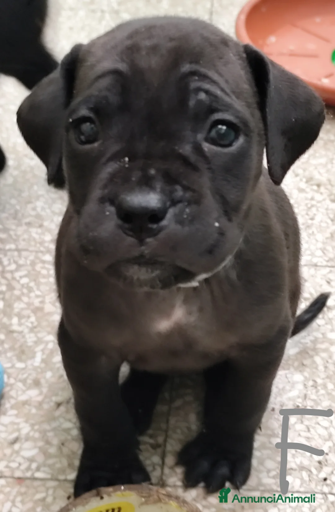 Cane Corso cani in vendita: Cuccioli di cane corso  - Annuncio 20