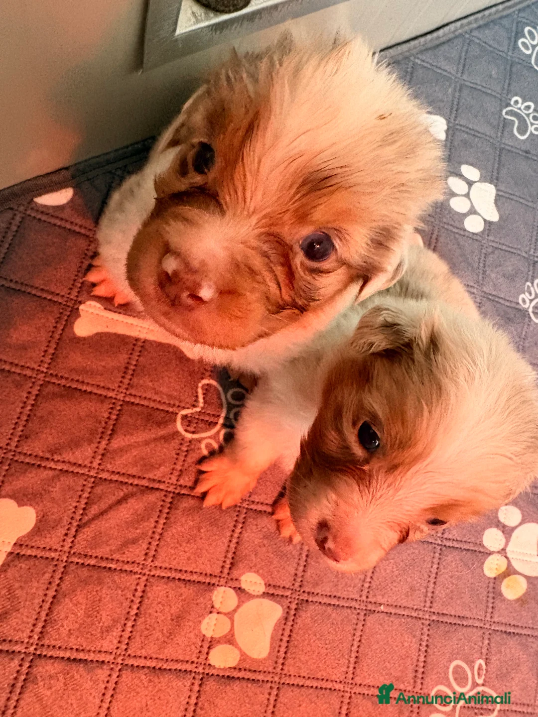 Australian Shepherd cani in vendita: Pastore australiano con pedigree - Annuncio 12